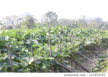 Bottle gourd on farm for harvest Bottle gourd on farm for harvest 121850785