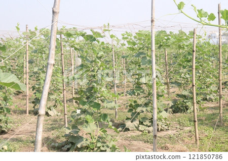Bottle gourd on farm for harvest Bottle gourd on farm for harvest 121850786