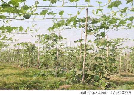 Bottle gourd on farm for harvest 121850789