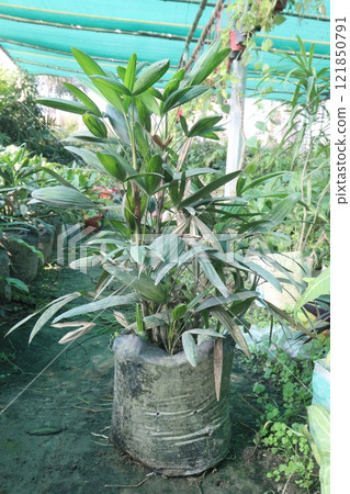 Broadleaf lady palm plant on farm 121850791