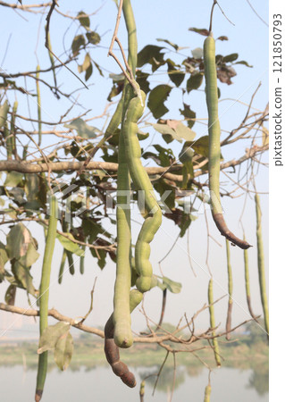 Cassia fistula on tree in garden 121850793