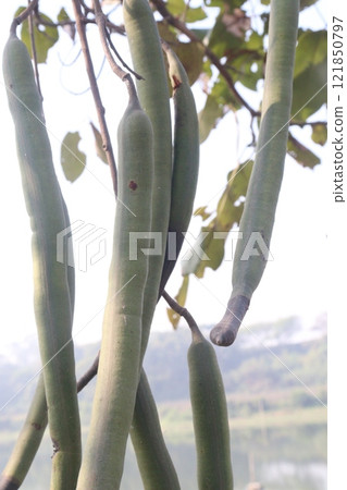 Cassia fistula on tree in garden 121850797
