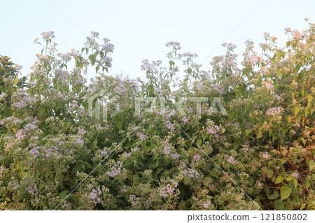 Chromolaena odorata flower and medicinal plant 121850802
