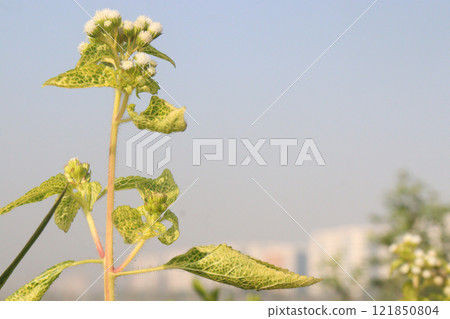 Chromolaena odorata flower and medicinal plant 121850804