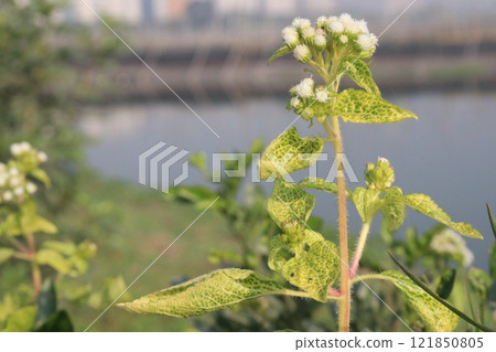 Chromolaena odorata flower and medicinal plant Chromolaena odorata flower and medicinal plant 121850805