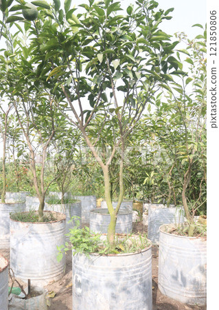 Citrus tree plant on farm for harvest Citrus tree plant on farm for harvest 121850806
