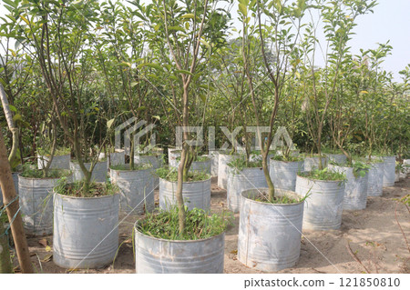 Citrus tree plant on farm for harvest Citrus tree plant on farm for harvest 121850810
