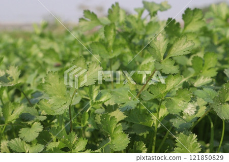 coriander plant on farm for harvest coriander plant on farm for harvest 121850829