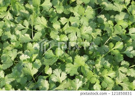 coriander plant on farm for harvest 121850831