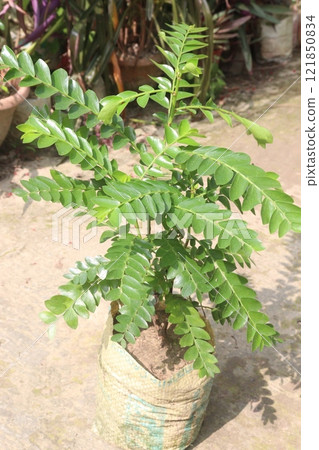 Curry Berries plant on farm 121850834