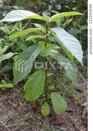 Datura metel tree plant on farm Datura metel tree plant on farm 121850836