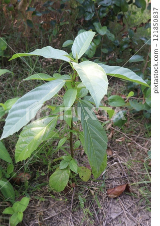 Datura metel tree plant on farm 121850837