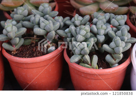 Delosperma lehmannii plant on nursery 121850838
