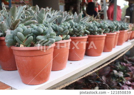 Delosperma lehmannii plant on nursery 121850839