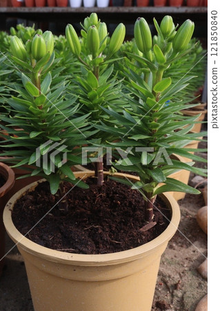 Lilium longiflorum, known as the Easter lily Lilium longiflorum, known as the Easter lily 121850840
