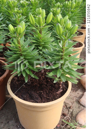 Lilium longiflorum, known as the Easter lily Lilium longiflorum, known as the Easter lily 121850842