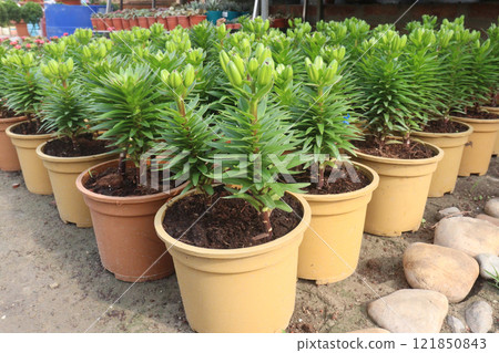 Lilium longiflorum, known as the Easter lily Lilium longiflorum, known as the Easter lily 121850843