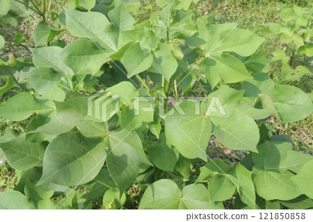 Gossypium hirsutum cotton plant on farm 121850858