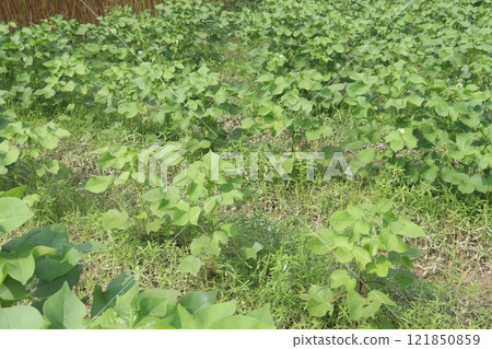 Gossypium hirsutum cotton plant on farm 121850859