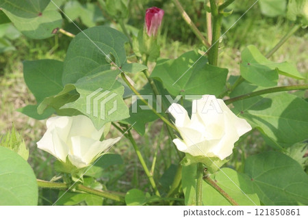 Gossypium hirsutum cotton plant on farm 121850861