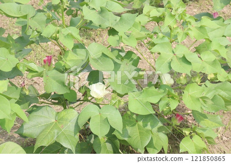 Gossypium hirsutum cotton plant on farm Gossypium hirsutum cotton plant on farm 121850865