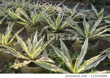 mauritius hemp leaf plant on pot in farm mauritius hemp leaf plant on pot in farm 121850866