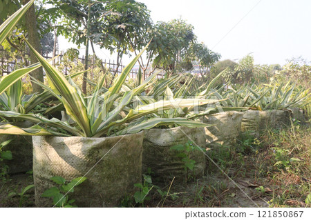 mauritius hemp leaf plant on pot in farm 121850867