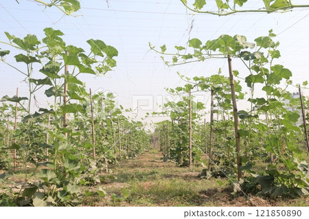 Bottle gourd on farm for harvest 121850890