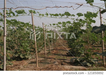 Bottle gourd on farm for harvest 121850892