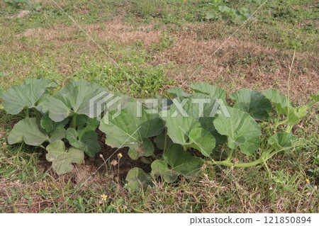 Bottle gourd on farm for harvest Bottle gourd on farm for harvest 121850894
