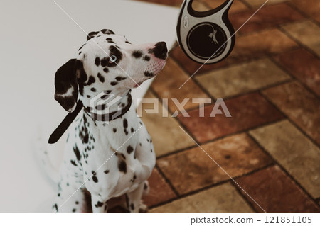 Portrait of a beautiful Dalmatian dog sitting on the tiles in a room, the dog with blue eyes and white and black colouring. Portrait of a beautiful Dalmatian dog sitting on the tiles in a room, the dog with blue eyes and white and black colouring. 121851105