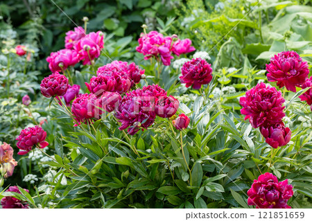 Beautiful pink peonies blossoming in the garden on summer evening. Beauty in nature. Beautiful pink peonies blossoming in the garden on summer evening. Beauty in nature. 121851659