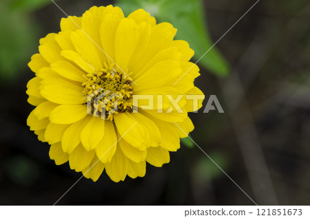 Close up of yellow Portulaca flowers taken after rainy day with customizable space for text or message 121851673