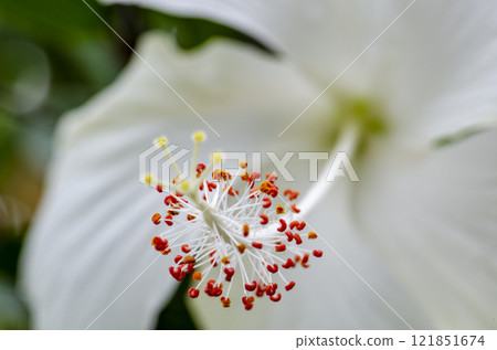 Close up view of white hibiscus flower with customizable space for text or message 121851674
