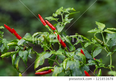 Extremely spicy red chili with blurred nature background 121851678