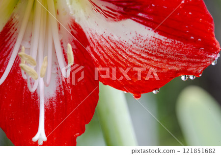 Close up view of Amaryllis flower with water droplets 121851682