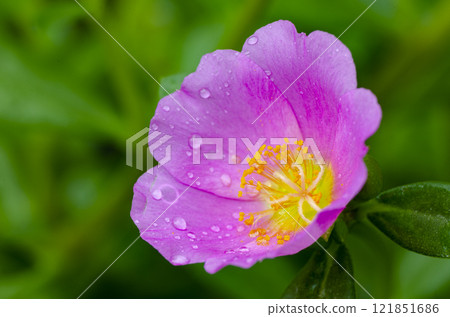 Close up of pink Portulaca flower taken after rainy day 121851686