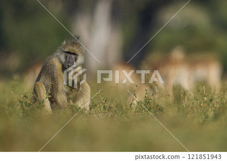 Yellow Baboon feeding 121851943