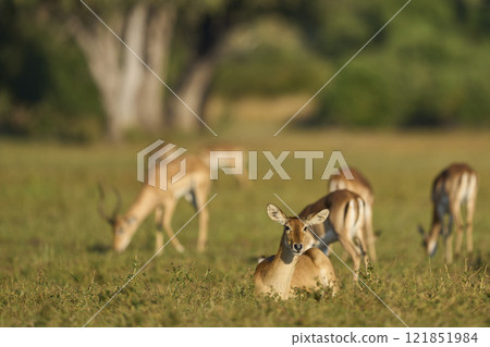 Impala grazing Impala grazing 121851984