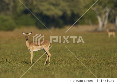 Impala grazing Impala grazing 121851985