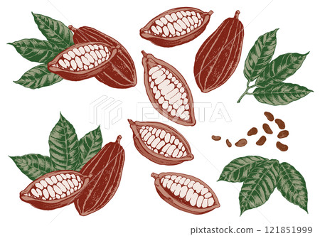 Illustration of various cocoa beans 121851999