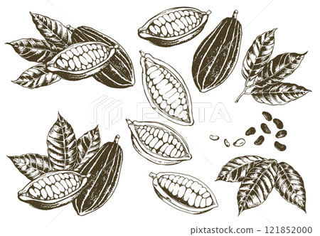Illustration of various cocoa beans 121852000