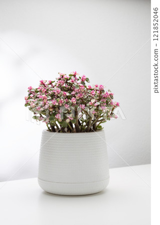 A Portulacaria afra variegata or Rainbow elephant bush 121852046