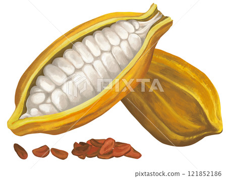 Illustration of cocoa beans 121852186