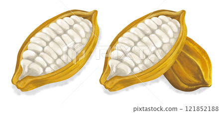帶有陰影的可可豆插圖 帶有陰影的可可豆插圖 121852188