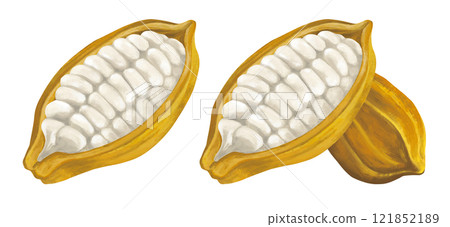 可可豆的插圖 121852189