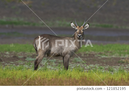 Waterbuck 121852195