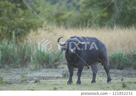 African Buffalo 121852231