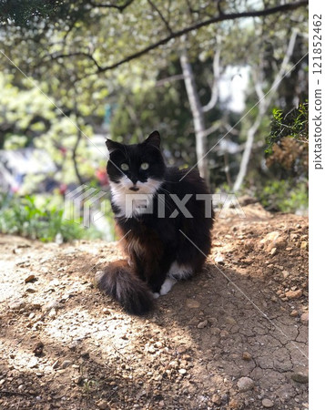 Black and white cat with funny bulging eyes. 121852462