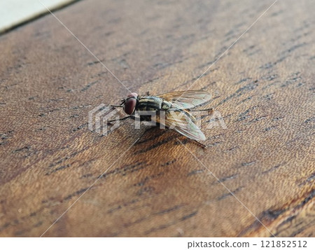 Common Housefly Resting on a Wooden Surface 121852512